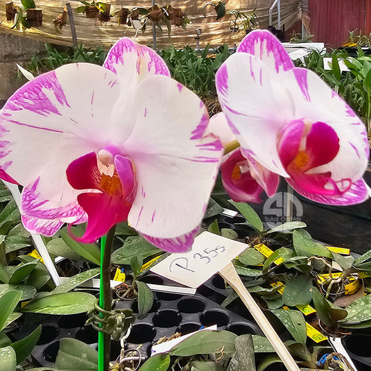 Phalaenopsis orchid with vibrant purple patterned flowers and smooth rounded petals