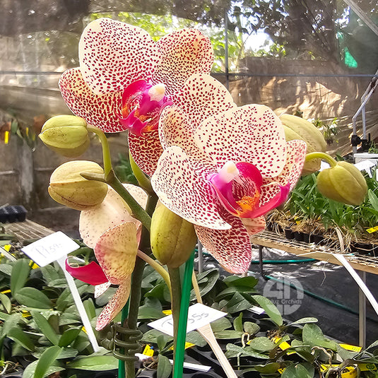 Phalaenopsis orchid with elegant rounded yellow blooms with red spots and smooth layered petal