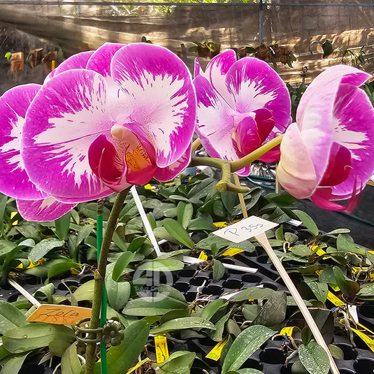Phalaenopsis orchid with elegant pink and white blooms and smooth rounded petals