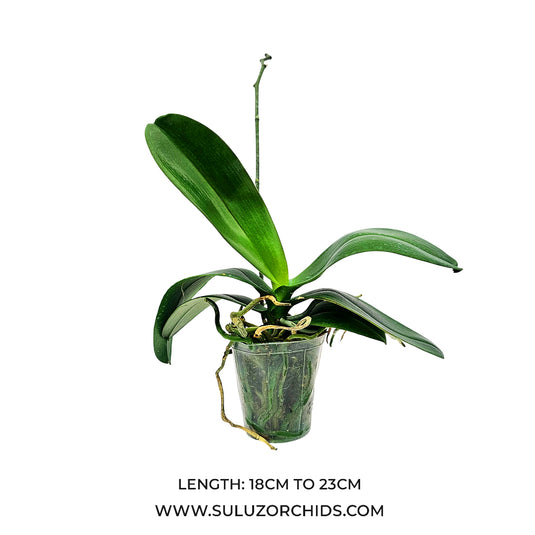 Phalaenopsis Orchid Mature plant