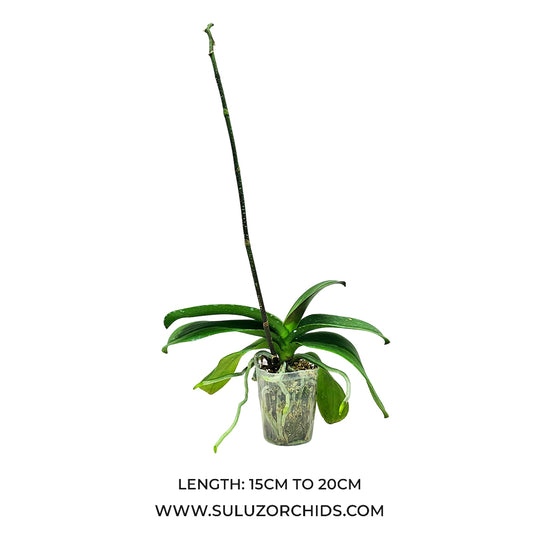 Phalaenopsis Orchid Mature Plant ready to bloom