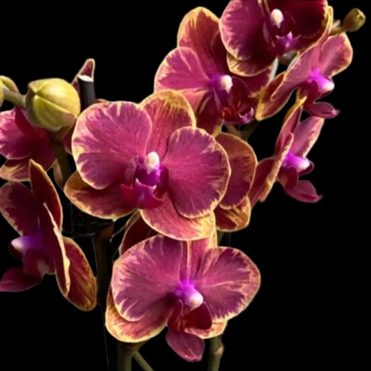 Phalaenopsis Orchid GI4611027 Purple flower featuring elegant purple orchid blooms with smooth petals