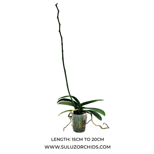 Phalaenopsis Orchid Mature Plant with healthy green leaves, ready to bloom