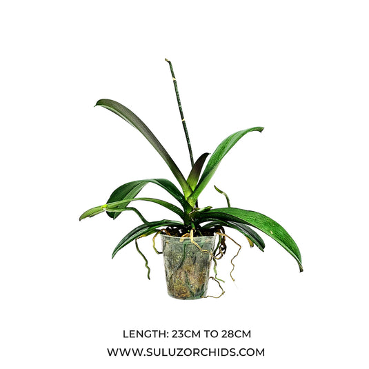 Phalaenopsis Orchid Mature Plant ready to bloom