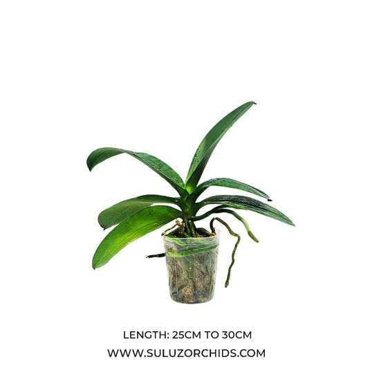 Phalaenopsis Orchid Mature Plant with healthy green leaves, ready to bloom