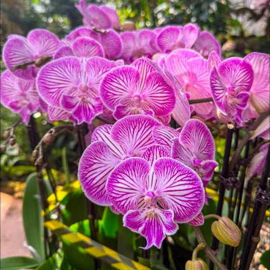 Phalaenopsis Orchid GL06CPL22 Purple flower featuring rich purple orchid blooms with vein pattern petals
