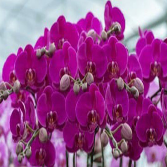 Phalaenopsis Orchid GL151063 Pink flower featuring vibrant pink orchid blooms with smooth rounded petals