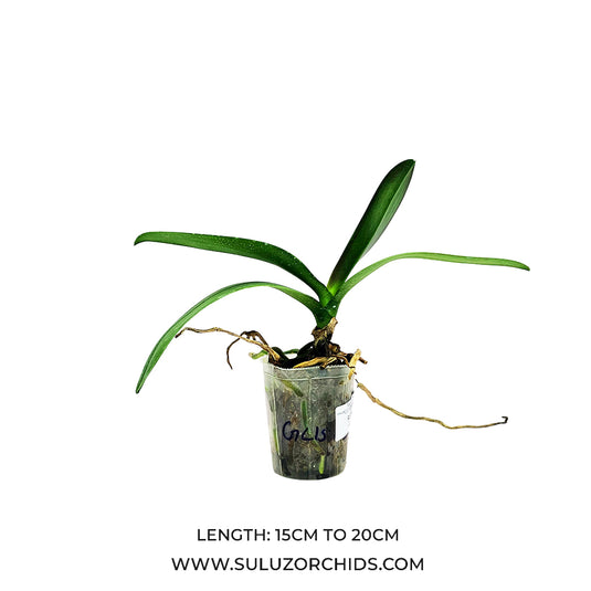 Phalaenopsis Orchid mature plant with lush green leaves and upright spikes producing rich orchid flowers ready to bloom