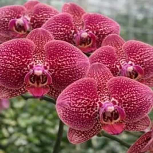 Phalaenopsis Orchid GL0121492 Red flower featuring deep red orchid blooms with rich velvety petals
