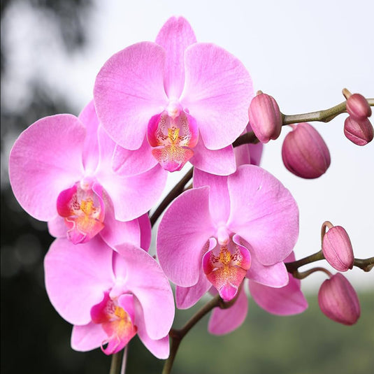 Phalaenopsis Orchid GLB50 Pink flower featuring vibrant pink orchid blooms with smooth rounded petals