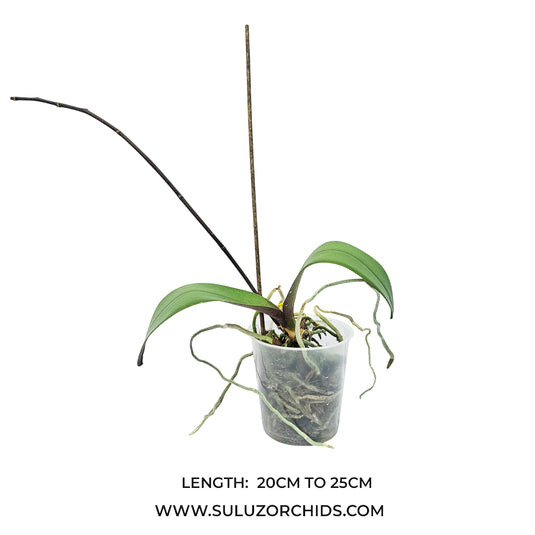 Phalaenopsis orchid Beautiful Smile mature plant with buds and green leaves ready to flower