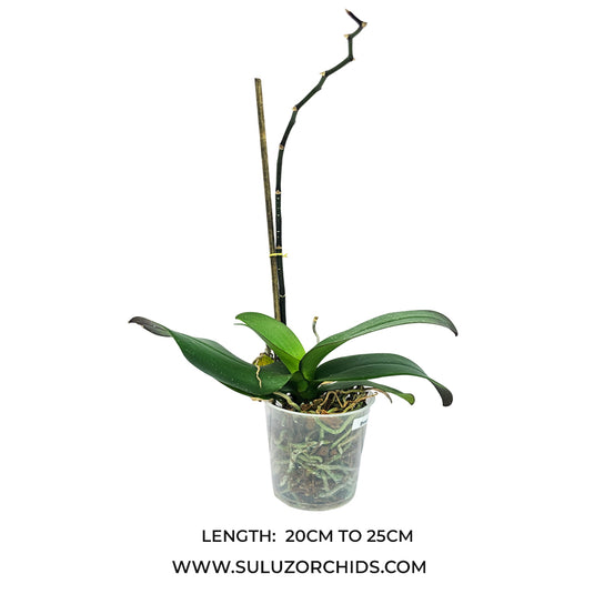 Phalaenopsis orchid Broken Heart mature plant with buds and green leaves