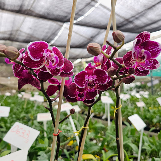 Phalaenopsis orchid Broken Heart flower in pink blooms with purple red patterns