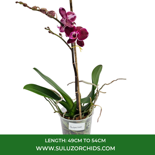 Blooming purple moth orchid plant for indoor decoration