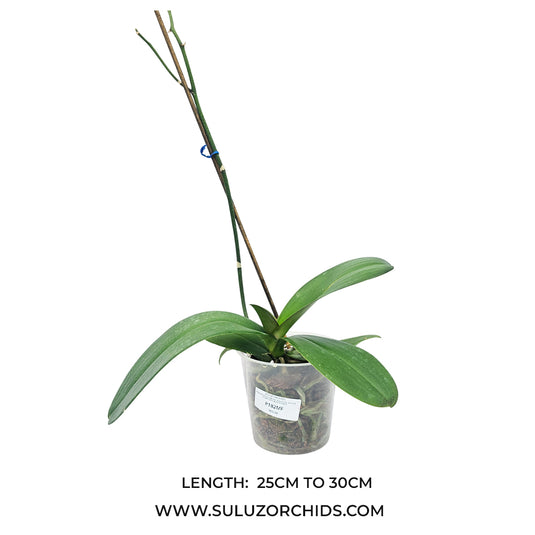 Phalaenopsis orchid Bulls Eye mature plant with healthy green leaves ready to flower