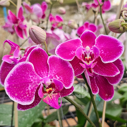 Phalaenopsis orchid pink flower with deep red bulls eye center pattern