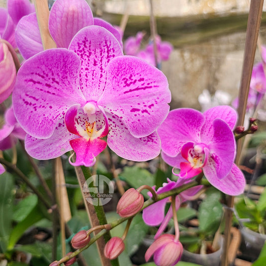 Phalaenopsis orchid Camera Obscura mature flower with pink petals and darker pink lip