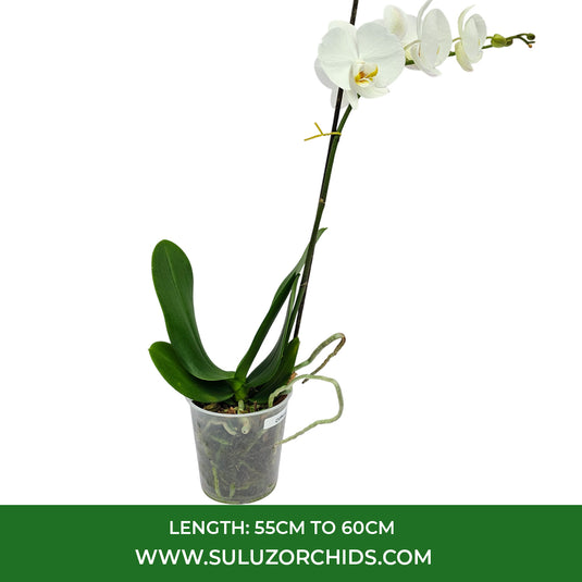 White Phalaenopsis orchid plant featuring long-lasting flowers