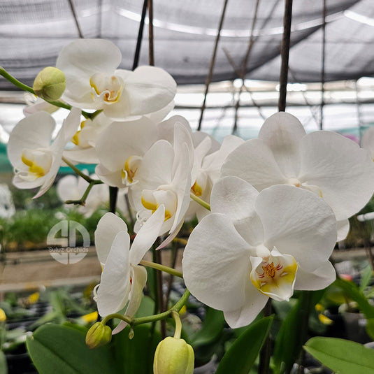 White Phalaenopsis orchid plant with premium blooms, perfect for indoor home and office décor
