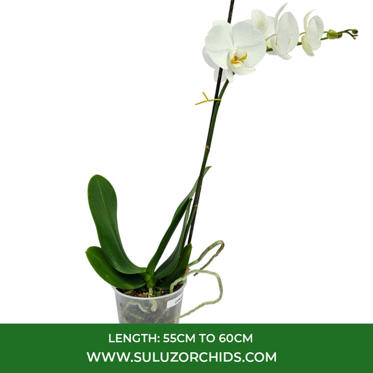 Phalaenopsis Orchid Cliffhanger Mature Plant With Bud/Flower