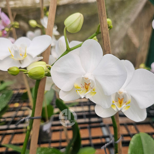 Phalaenopsis Orchid Cliffhanger Mature Plant With Bud/Flower