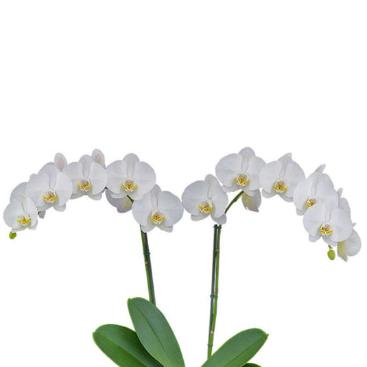 Phalaenopsis Orchid Cliffhanger Plant With Bud/Flower