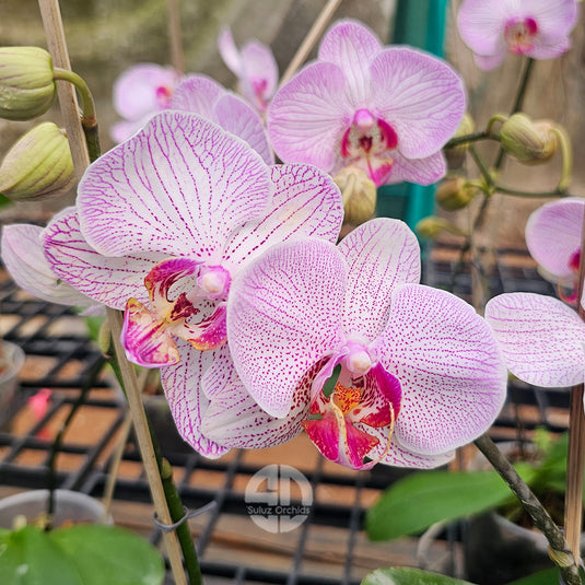 Phalaenopsis orchid pink flower with purple cosmic trail streaks and speckled pattern
