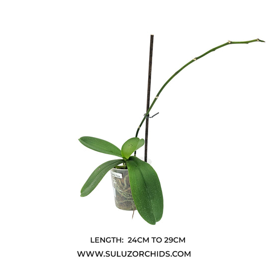 Phalaenopsis orchid Cosmic Trails mature plant with broad green leaves ready to flower