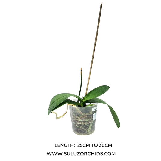 Phalaenopsis orchid Cover Girl mature plant with buds and green leaves ready to flower