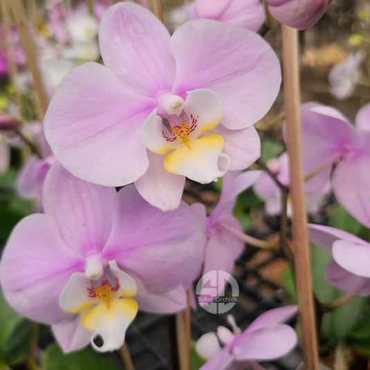 Phalaenopsis orchid Cover Girl flower in soft purple blooms