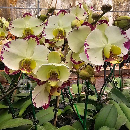 Phalaenopsis orchid with elegant white and pink patterned flowers