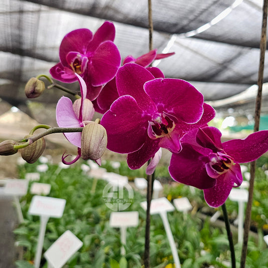 Purple Phalaenopsis orchid plant with graceful purple flowers, ideal for home and indoor decoration