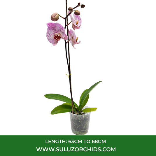 Pink Phalaenopsis orchid plant featuring elegant long-lasting flowers