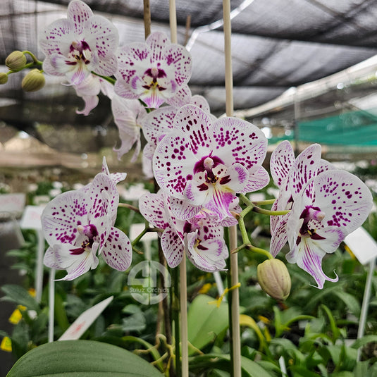 Phalaenopsis Orchid Expression Mature Plant With Bud/Flower