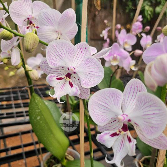 Phalaenopsis Orchid Expression Mature Plant With Bud/Flower