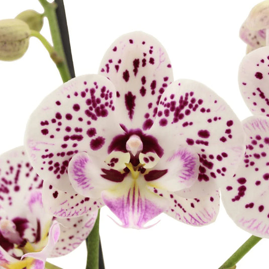 Phalaenopsis Orchid Plant - Expressions Medium Stage