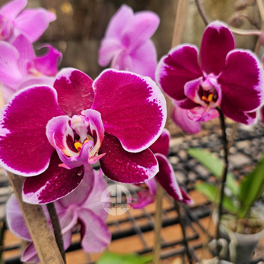 Vibrant purple Phalaenopsis orchid flower on indoor plant