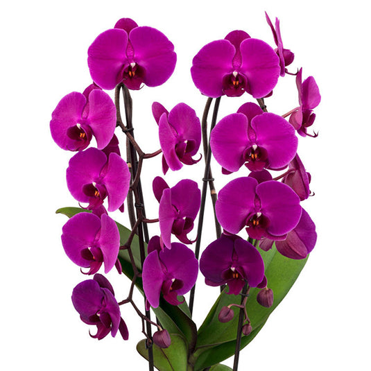 Beautiful pink Phalaenopsis orchid with bold petals and vibrant tropical blooms