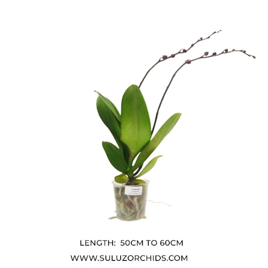 Pink Phalaenopsis orchid plant featuring long-lasting flowers
