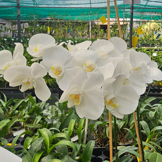 Phalaenopsis orchid with elegant  white flowers