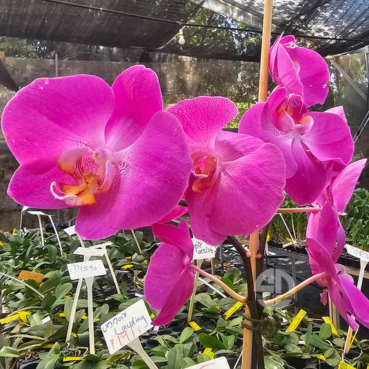 Phalaenopsis Orchid GL338 Mature Plant With Bud/Flower