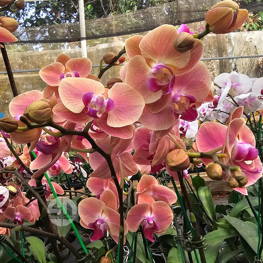 Phalaenopsis orchid with elegant pink and purple or white flowers