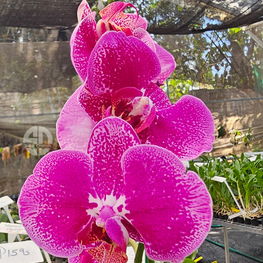 Phalaenopsis orchid with elegant pink blooms and detailed patterned petals