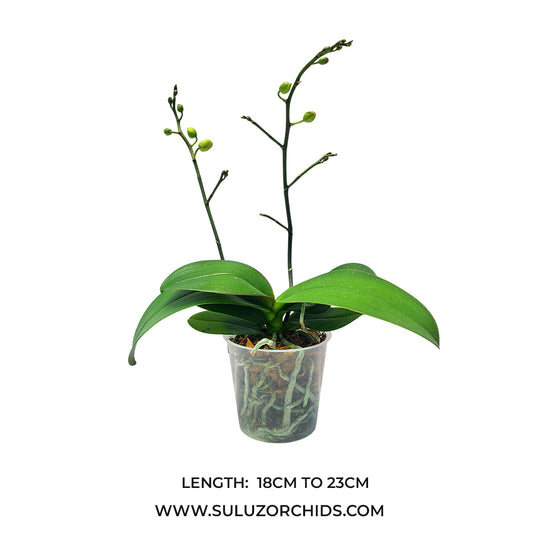 Phalaenopsis Orchid Gold Rush plant with buds/flower