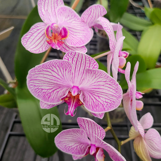 Phalaenopsis orchid soft pink flower with subtle blush tones and gentle shading