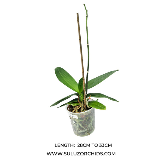 Phalaenopsis orchid Good Reason mature plant with healthy green leaves ready to flower