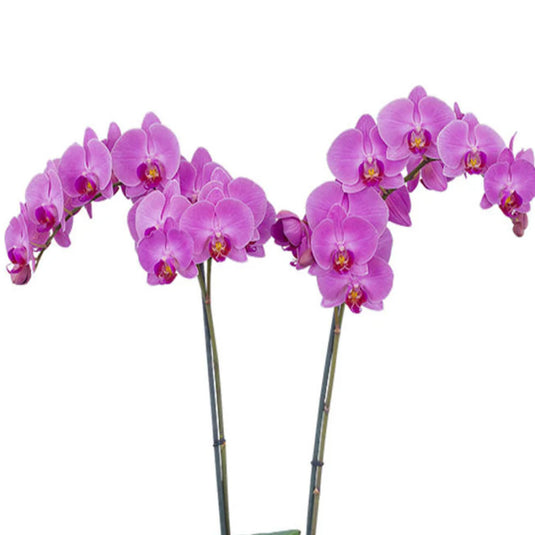 Phalaenopsis Orchid Harper Seven Pink flower featuring soft pink blooms with gentle blush tones