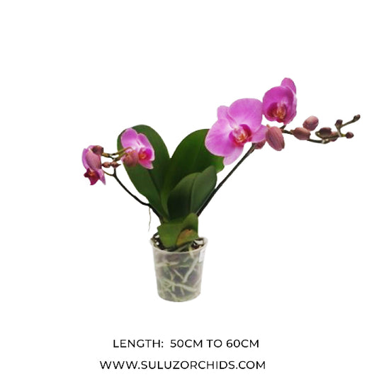 Pink Phalaenopsis orchid plant with striking Pink flowers, ideal for home and indoor decoration