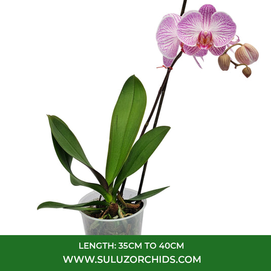 Phalaenopsis Orchid Heroes Mature Plant With Bud/Flower