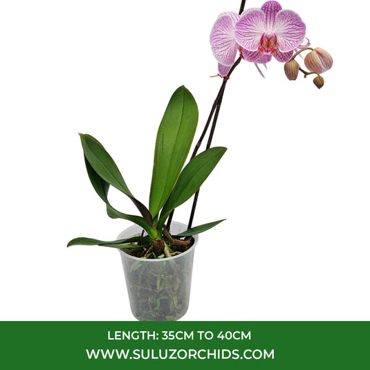 Pink Phalaenopsis orchid plant featuring elegant long-lasting flowers